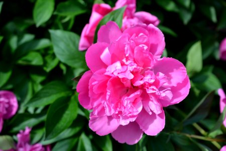 peony photo