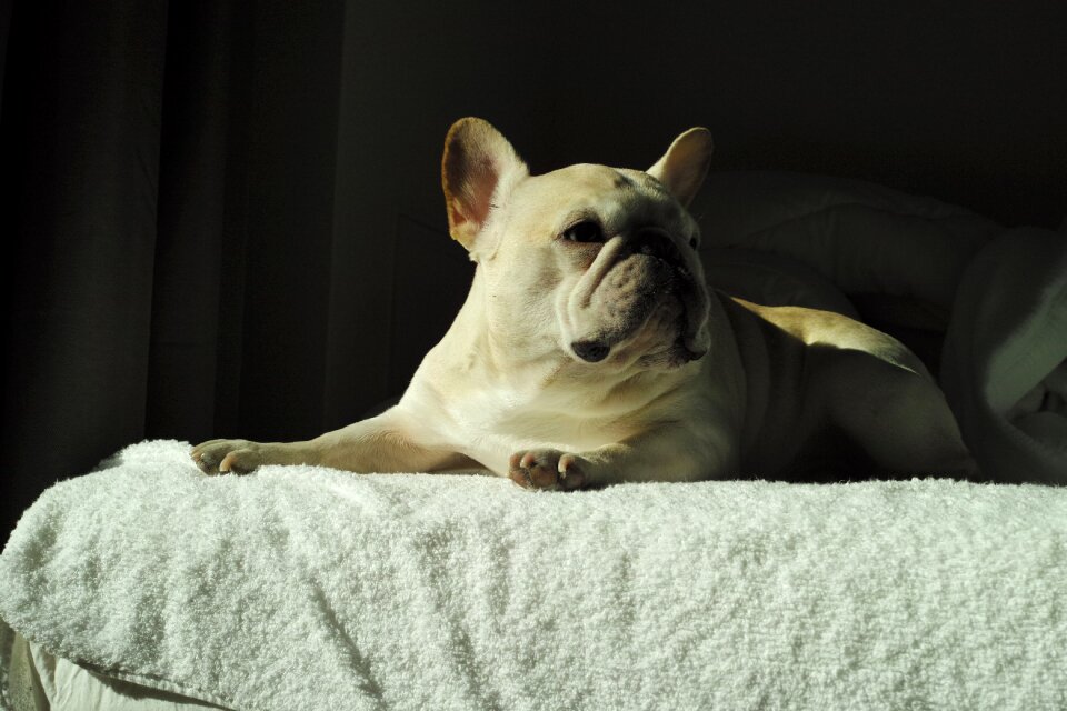 Dog cute french bulldog