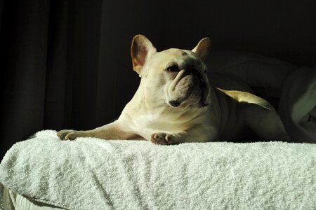 Dog cute french bulldog