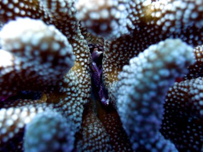 NMSAS - guard crab in cauliflower coral photo