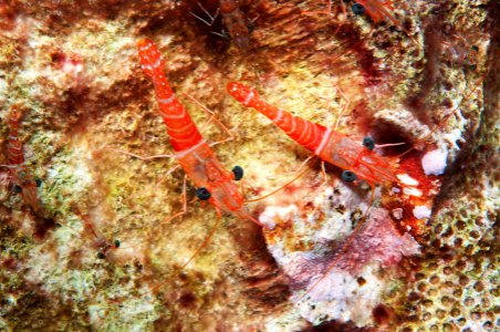 FGBNMS - Red Night Shrimp photo
