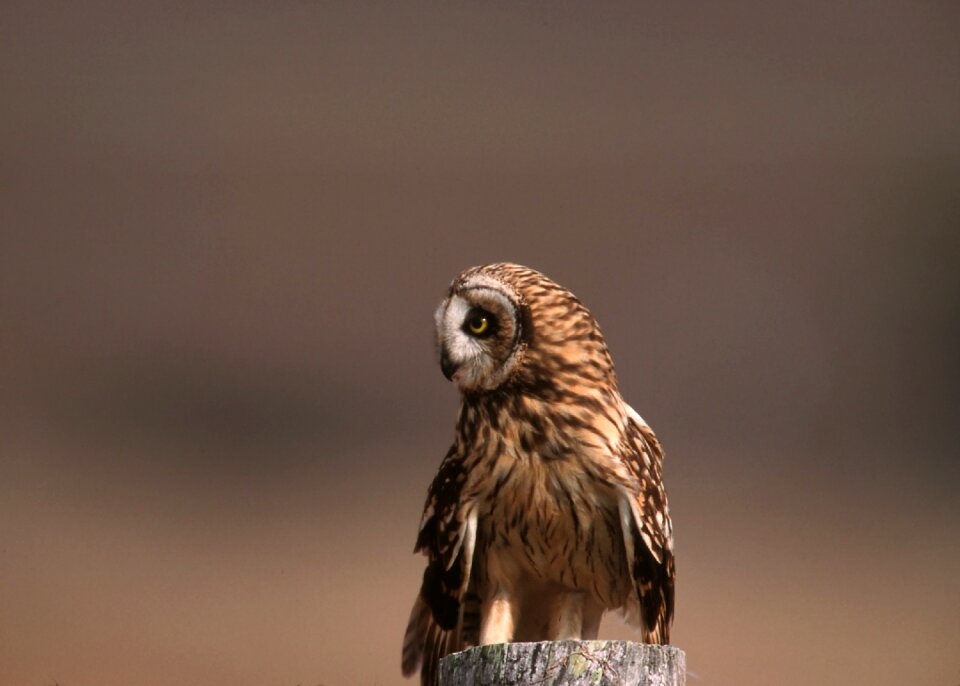 Sitting wildlife predator