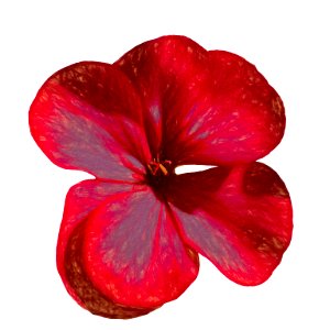 Flower of geranium with effect