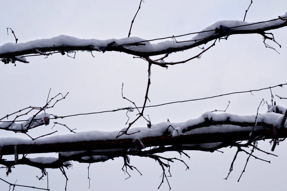 vine