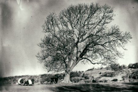 A tree photo
