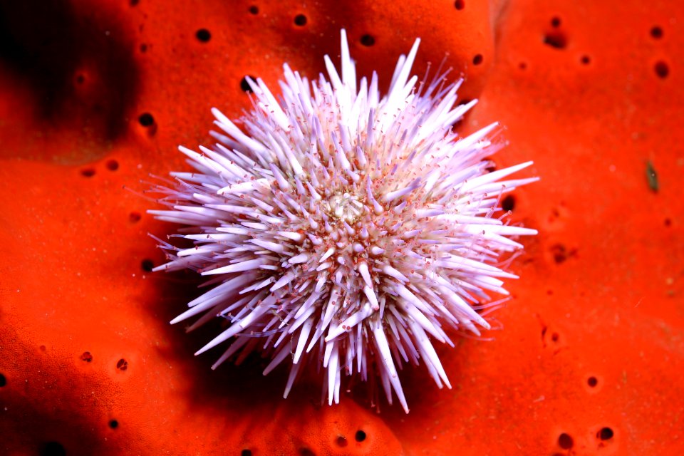MBNMS - purple urchin on sponge