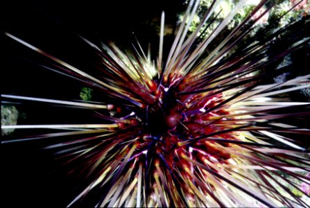 Long-Spined Urchin photo