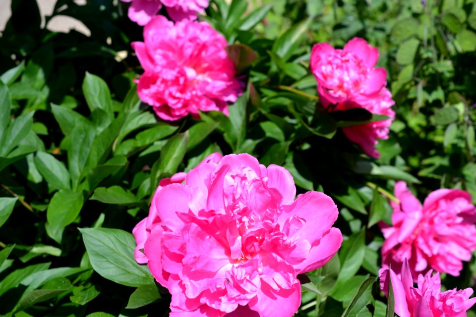 peony
