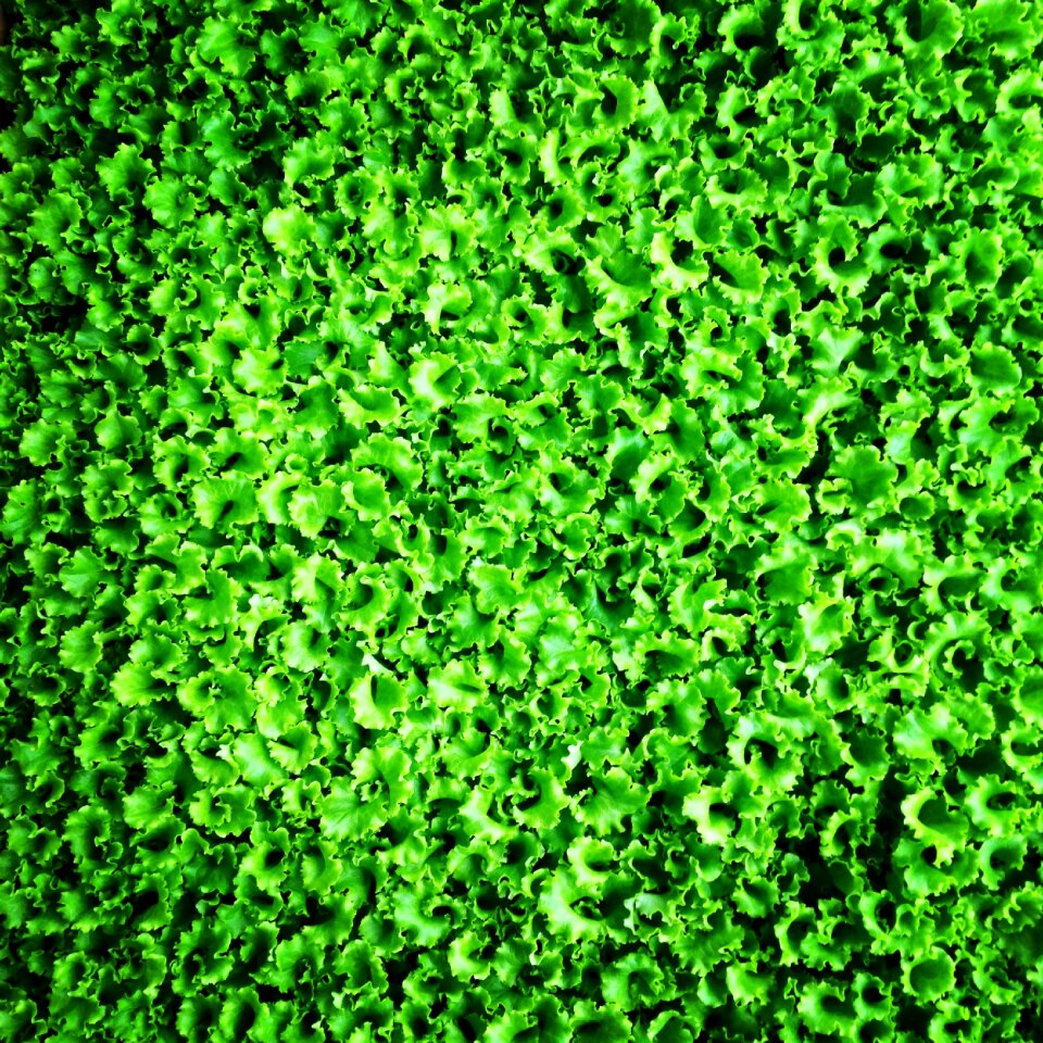Sapling greens salad