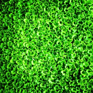 Sapling greens salad