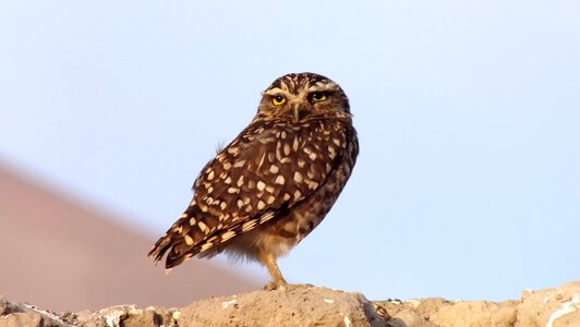 Owl chile desert photo