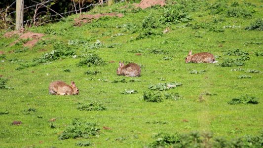 Easter Bunnies photo