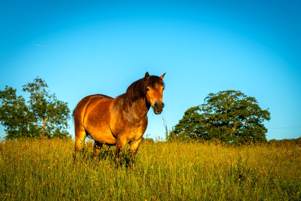 Exmoor Ponies (2 of 3)