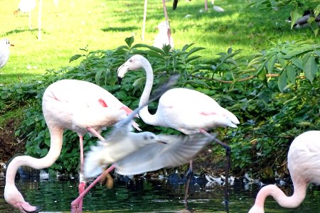 Photo-bombed Flamingo photo