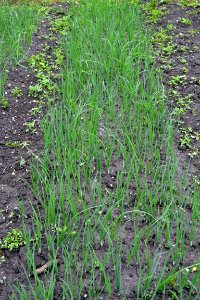 green onions