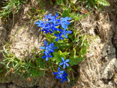 Alpine gentian flower summer flowers