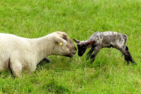 Lamb new born pasture photo