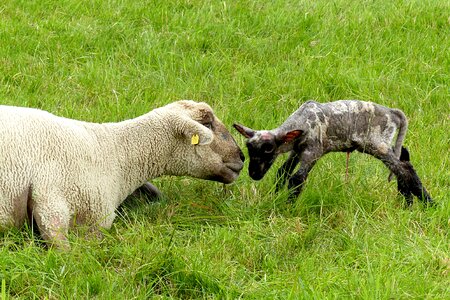Lamb new born pasture