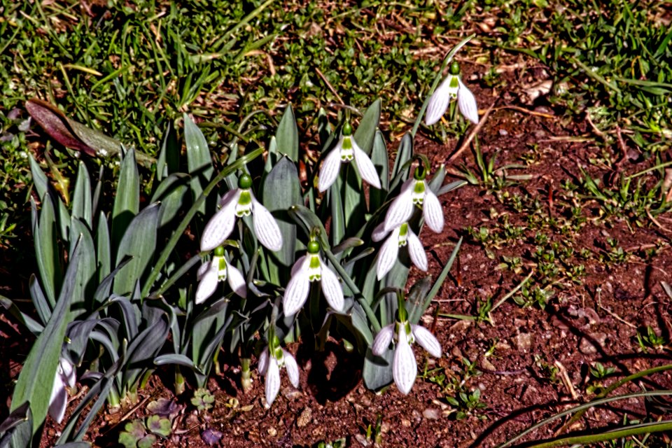 snowdrops