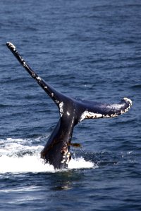 MBNMS - humpback tail photo