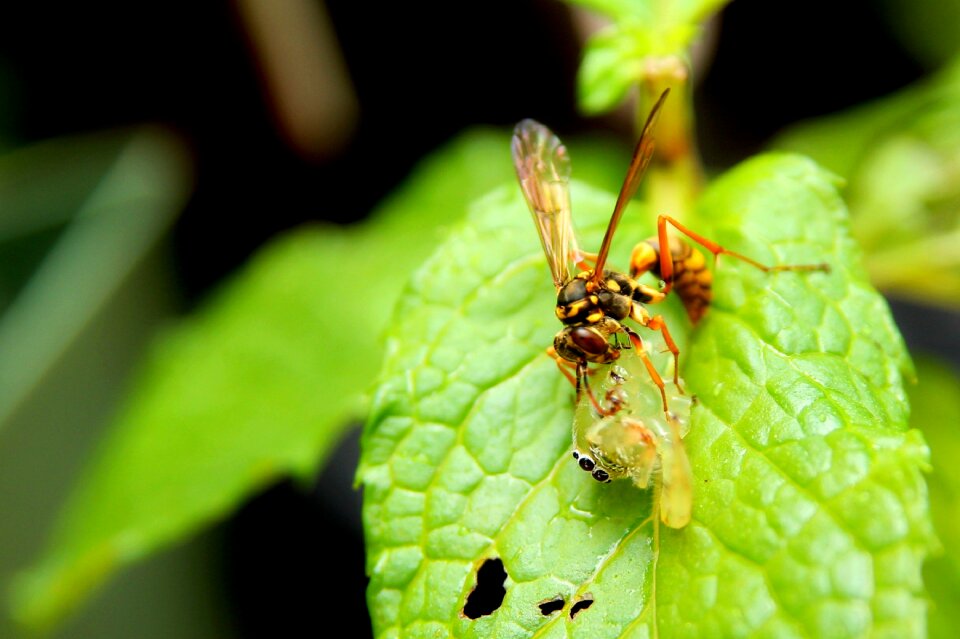 Insect bug nature