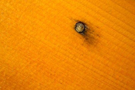 Head of nail