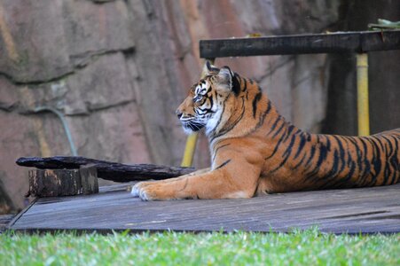 Australia zoo tiger wildlife photo