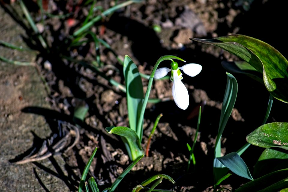 snowdrops