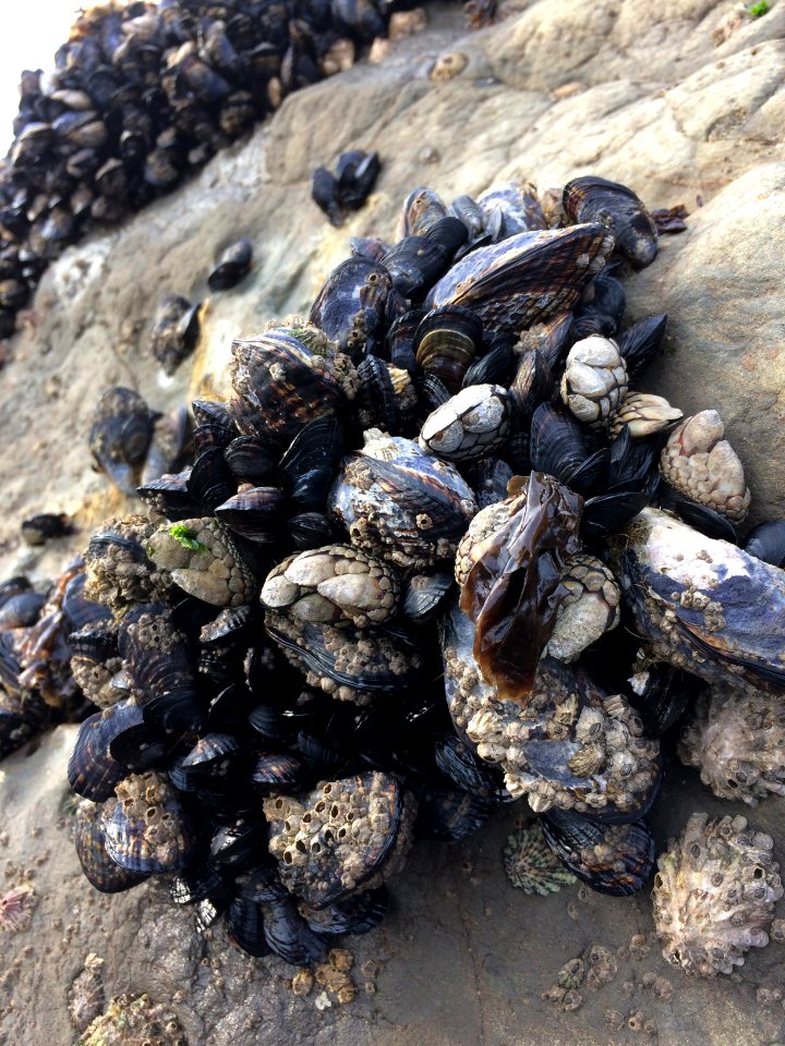 Greater Farallones Tidepool