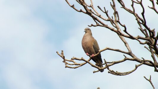 Tree bird sky photo