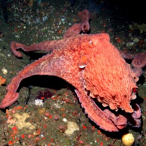 GFNMS - Giant Pacific Octopus-NOAA photo