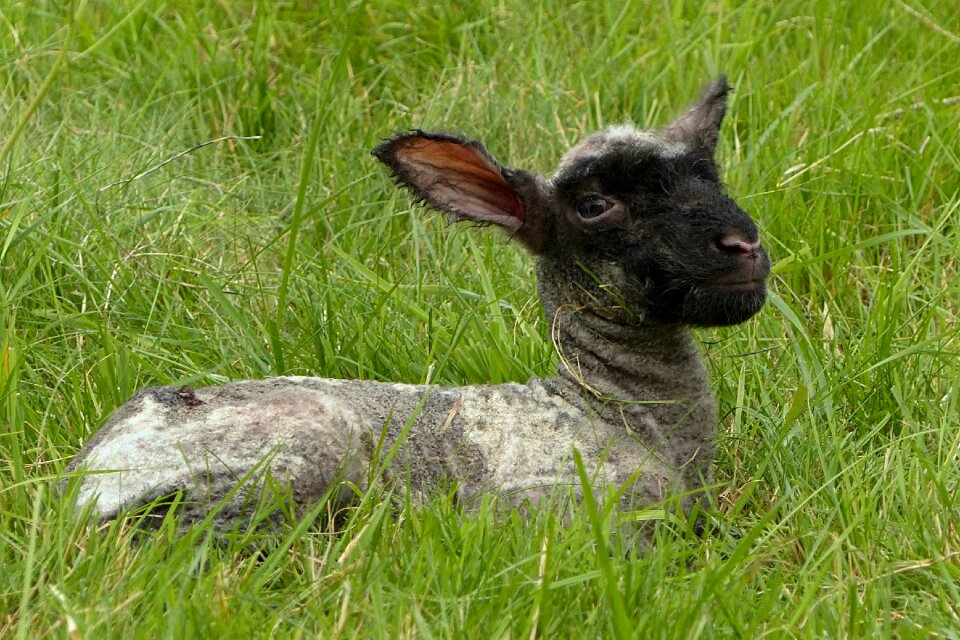 Just born pasture dike