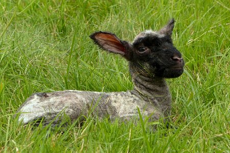 Just born pasture dike