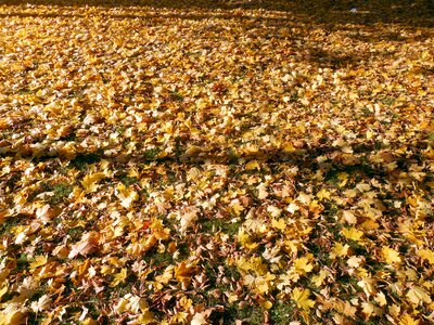 Golden autumn fall foliage emerge photo