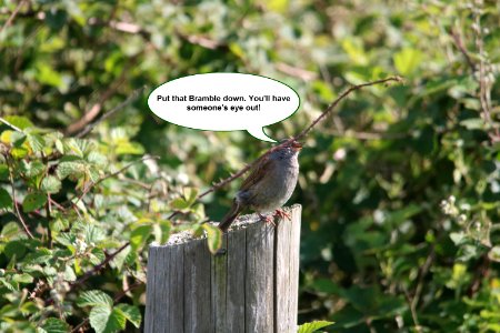 Donald Dunnock photo