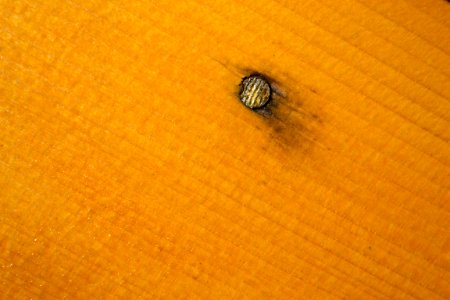 Head of nail