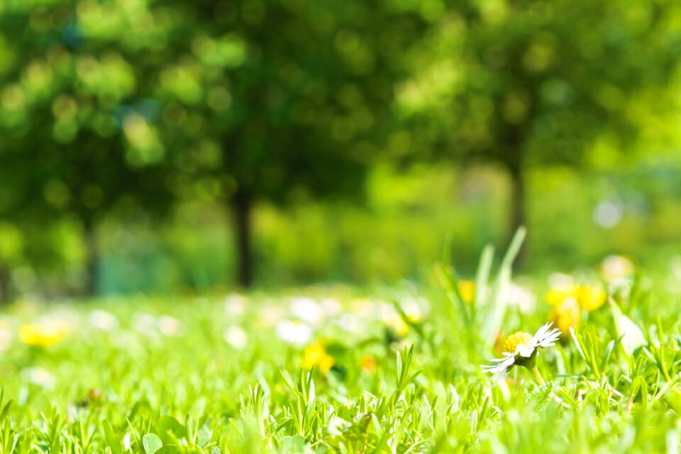 Daisy nature flowers