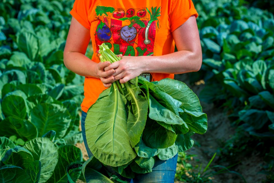 20170714-PJK-Gleaning-0651TONED