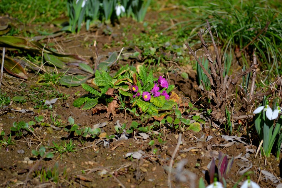 snowdrop