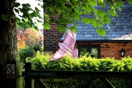 A Red Kite photo