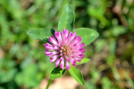 lucerne flower photo
