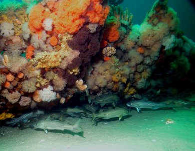 SBNMS - Anemone covered wreck photo