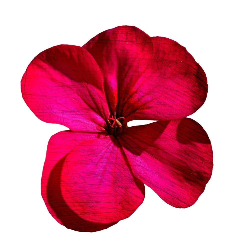 Flower of geranium with effect