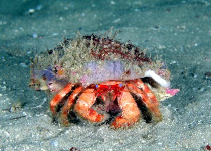 Star-eyed hermit crab