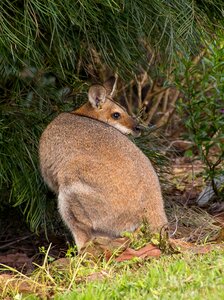 Watching australia queensland