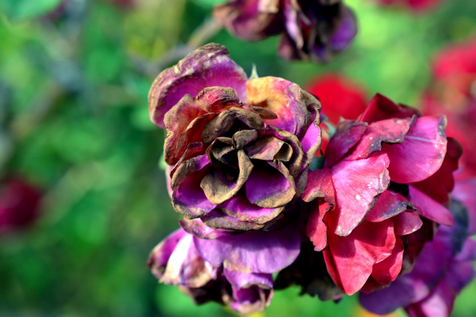 Rose