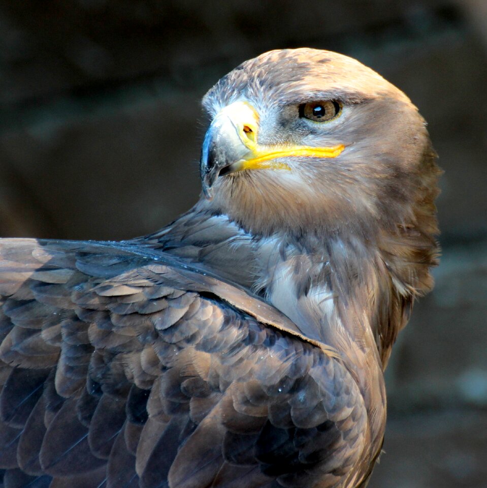 Predator portrait wings