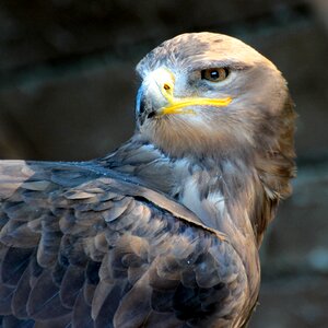 Predator portrait wings photo