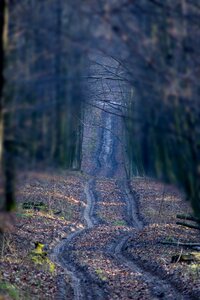 The road in the forest tree landscape photo