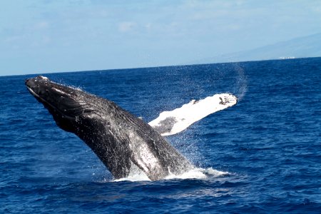 HIHWNMS - humpback whale breaching photo